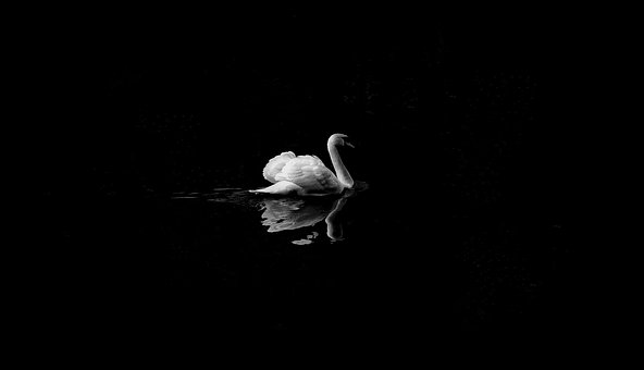 Swan May